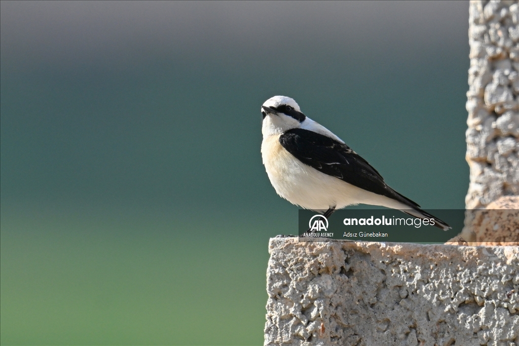 Birds flock to Doganpinar Dam as spring comes in Gaziantep, Turkiye