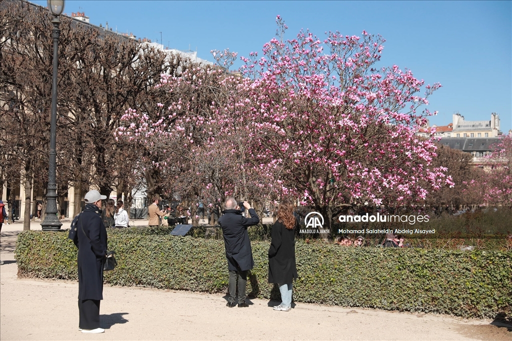 Paris’teki Palais Royal'in bahçesinde manolya ağaçları çiçek açtı