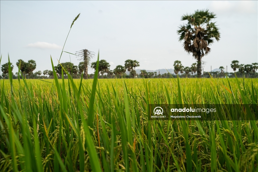 Vietnam's rice field: Mekong Delta