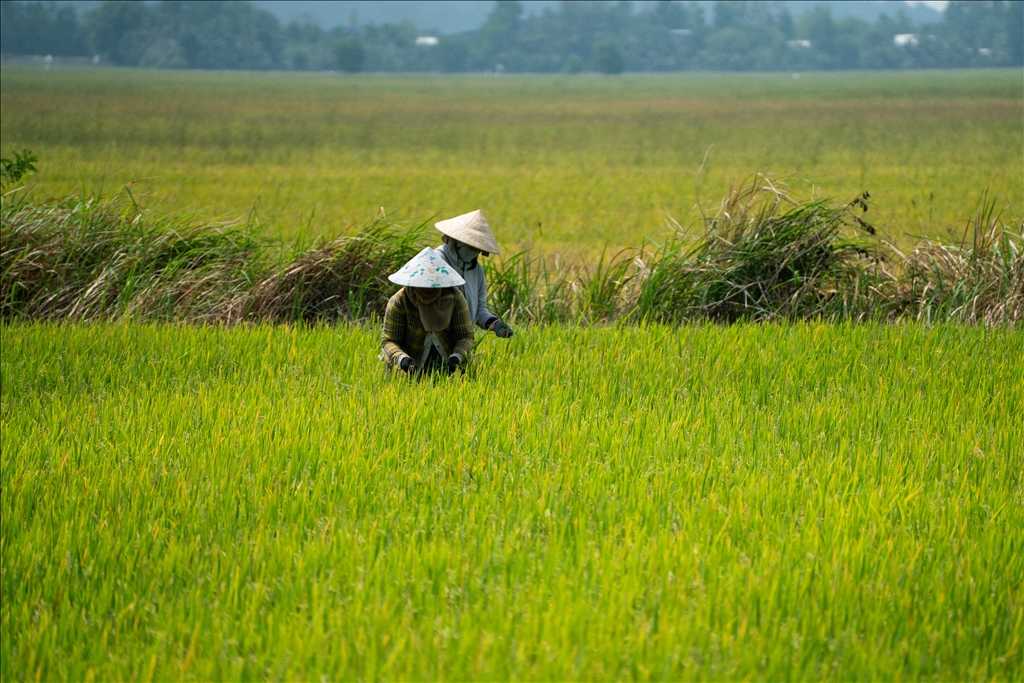 Vietnam's rice field: Mekong Delta