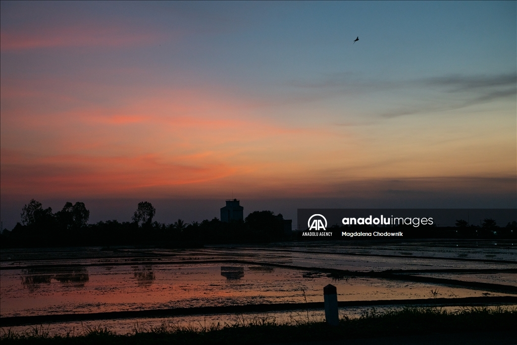 Vietnam's rice field: Mekong Delta