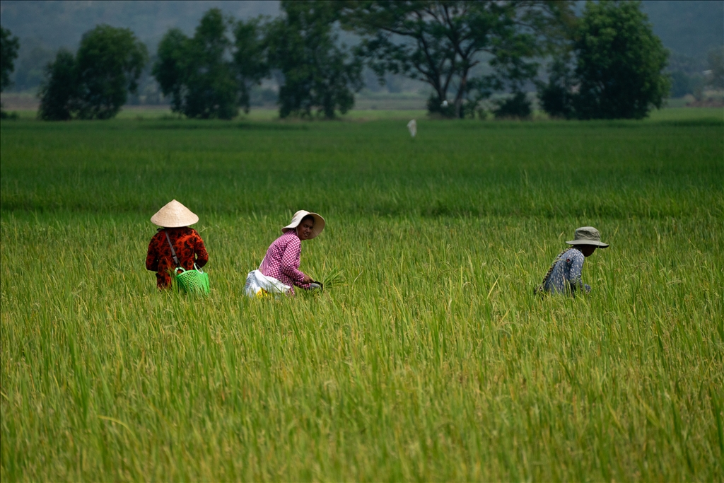Vietnam's rice field: Mekong Delta