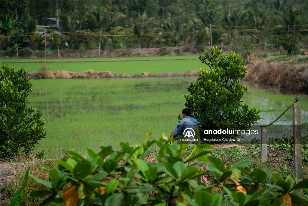 Vietnam's rice field: Mekong Delta