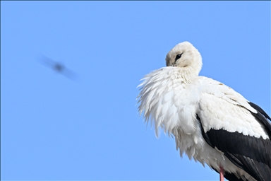 Birds flock to Doganpinar Dam as spring comes in Gaziantep, Turkiye