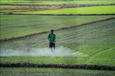 Vietnam's rice field: Mekong Delta