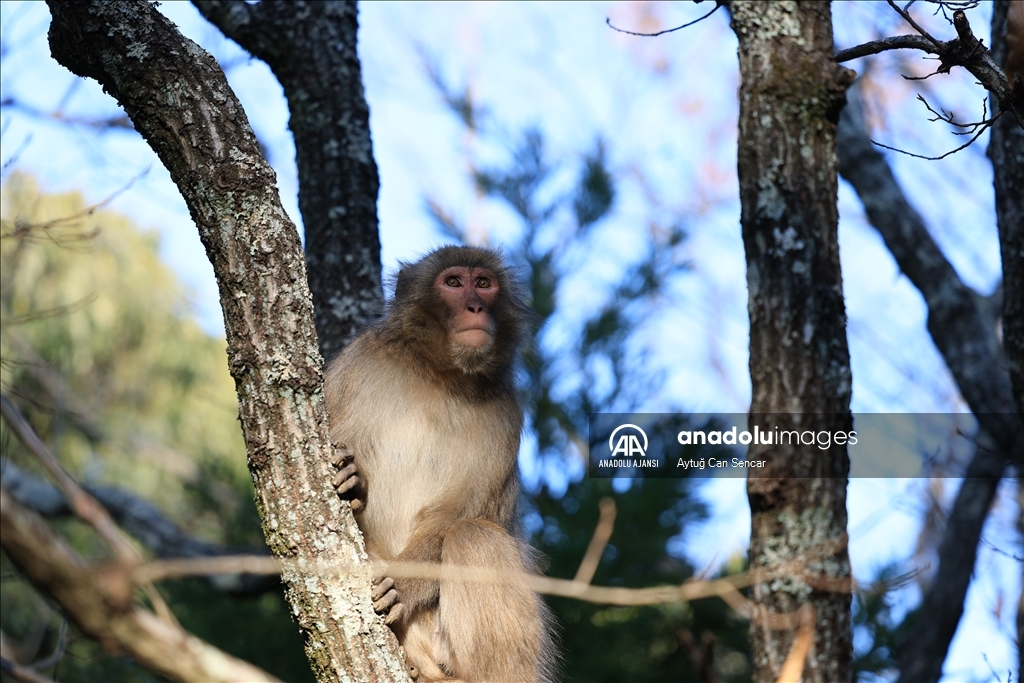 Iwatayama Maymun Parkı