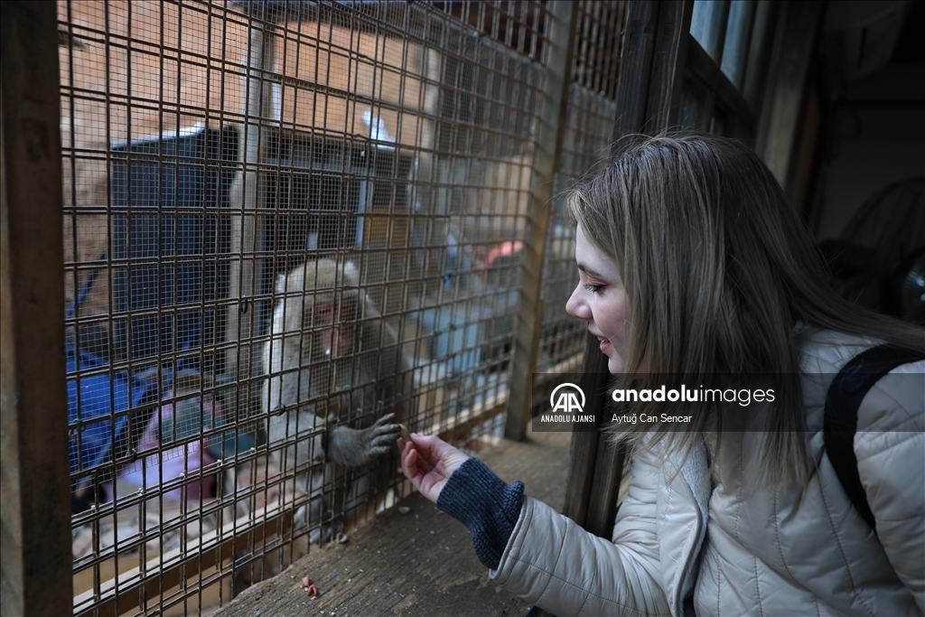 Iwatayama Maymun Parkı