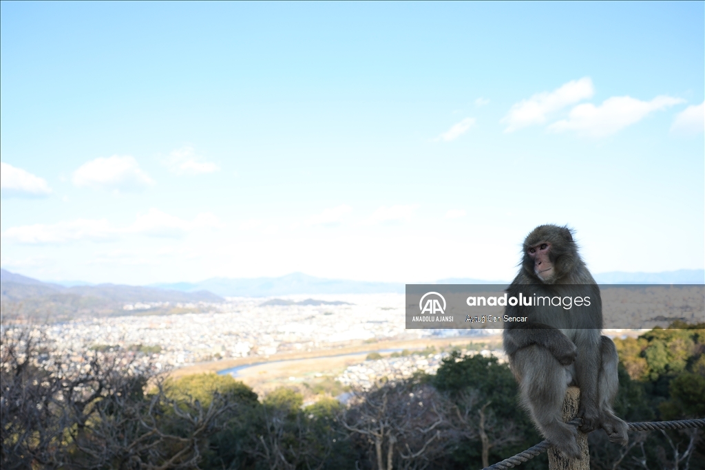 Iwatayama Maymun Parkı