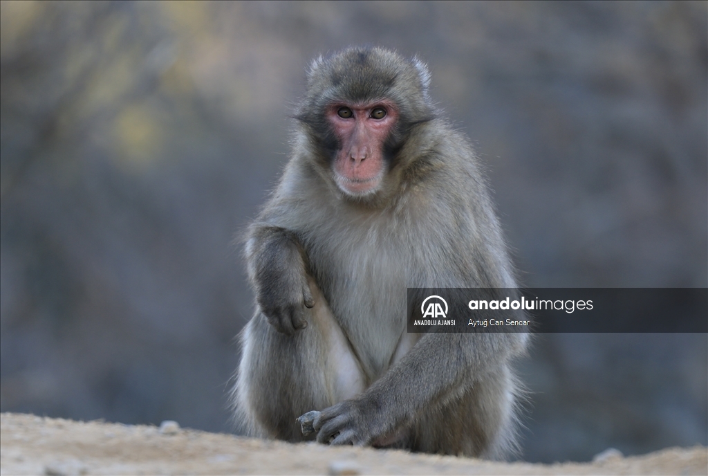 Iwatayama Maymun Parkı