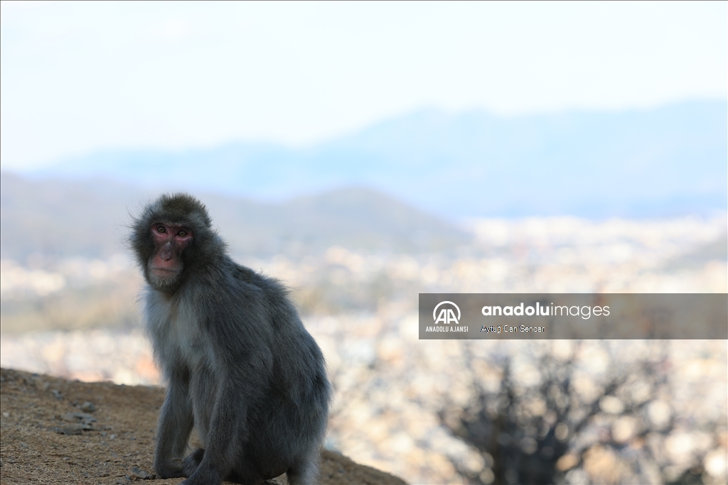 Iwatayama Maymun Parkı