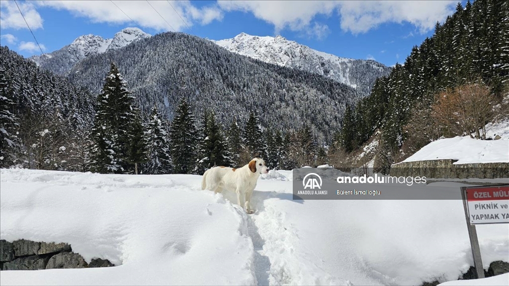 Rize'nin yüksek kesimleri beyaza büründü
