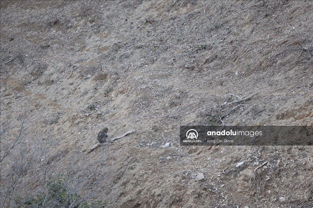 Iwatayama Maymun Parkı