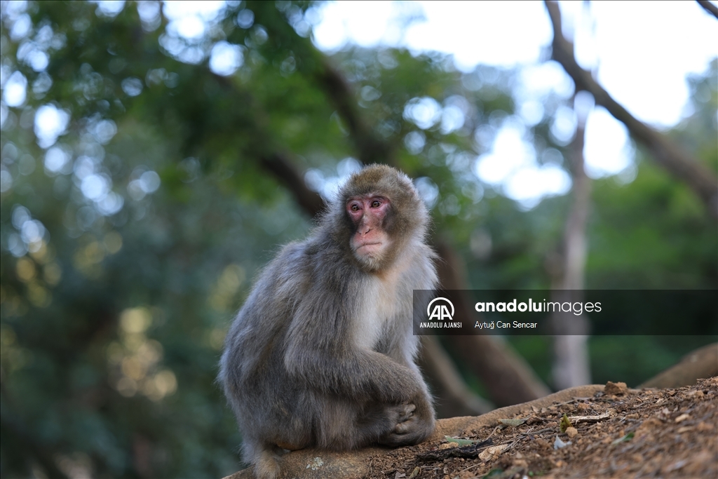 Iwatayama Maymun Parkı