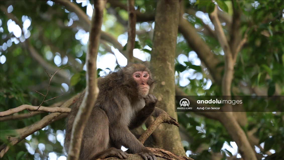 Iwatayama Maymun Parkı