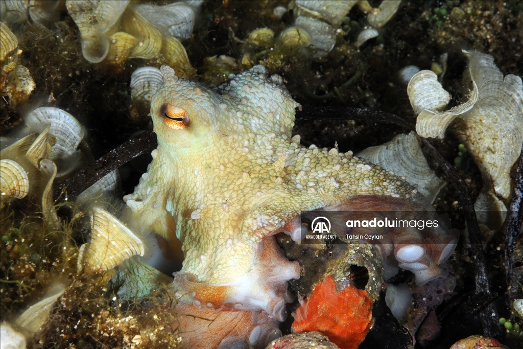 Underwater diversity of Asi Bay in Turkiye's Mugla