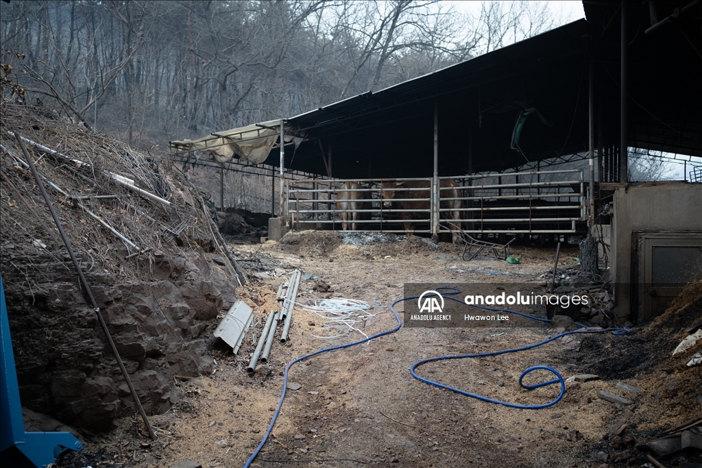 Wildfires in South Korea