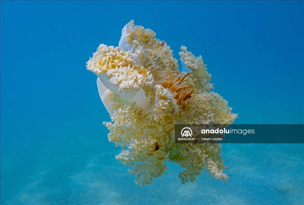 Underwater diversity of Asi Bay in Turkiye's Mugla
