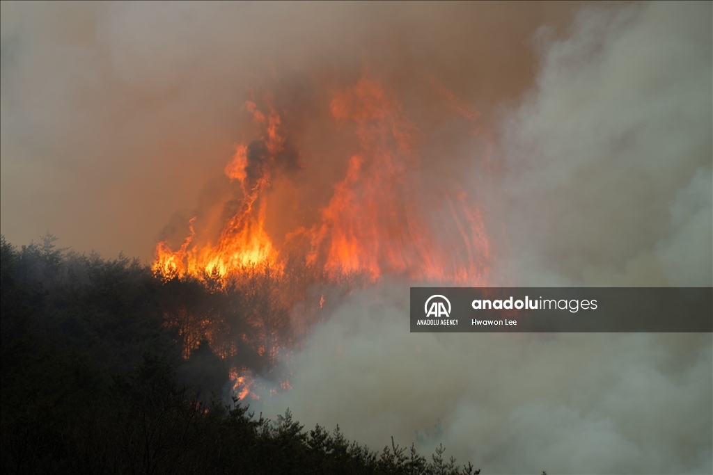 Wildfires in South Korea