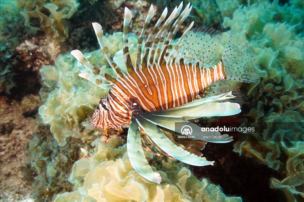 Underwater diversity of Asi Bay in Turkiye's Mugla