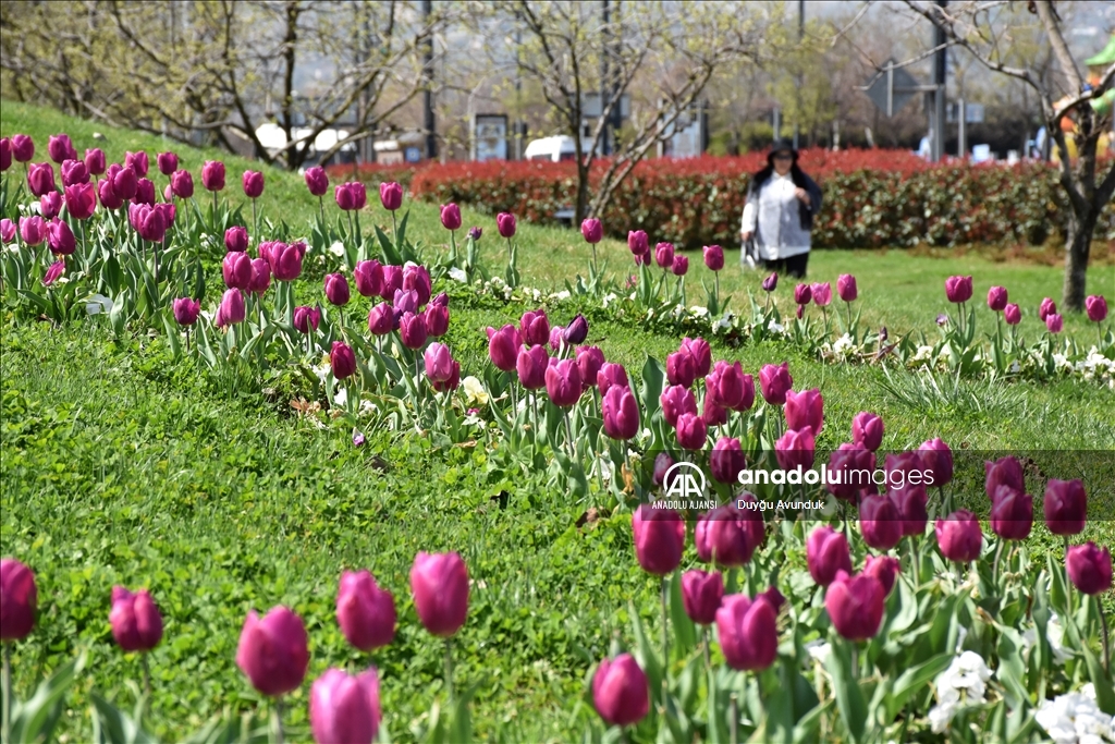 Trabzon ilkbaharın gelmesiyle renklendi