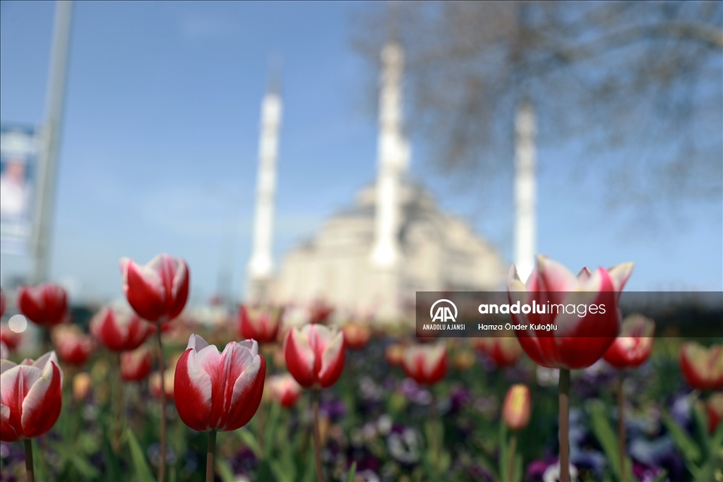 Trabzon ilkbaharın gelmesiyle renklendi