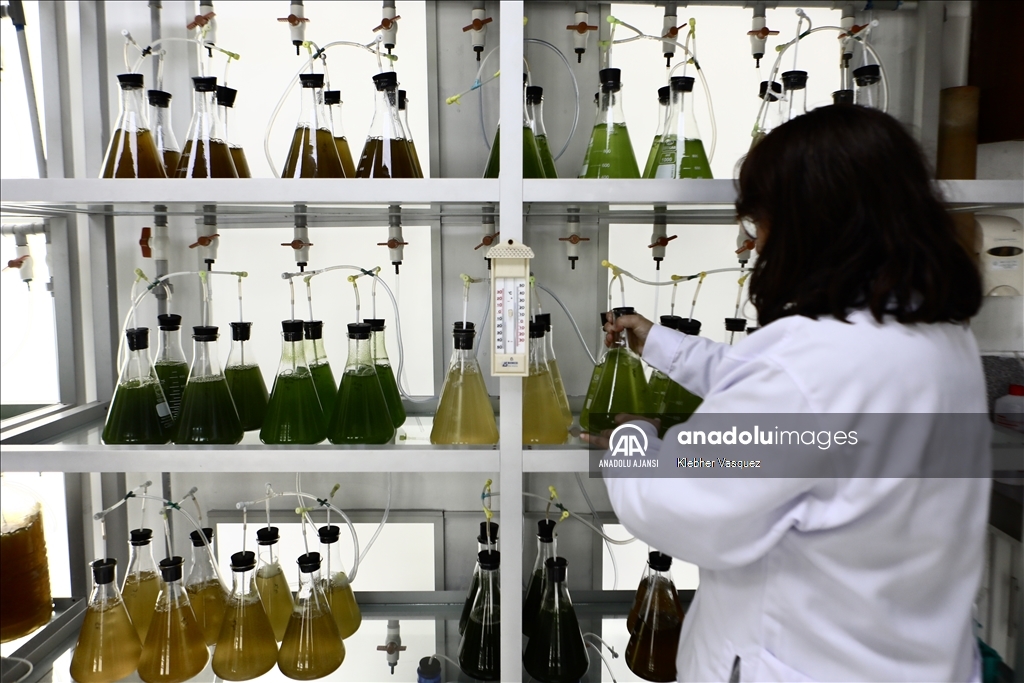 Peru Denizinde biyoçeşitlilik araştırmaları sürüyor