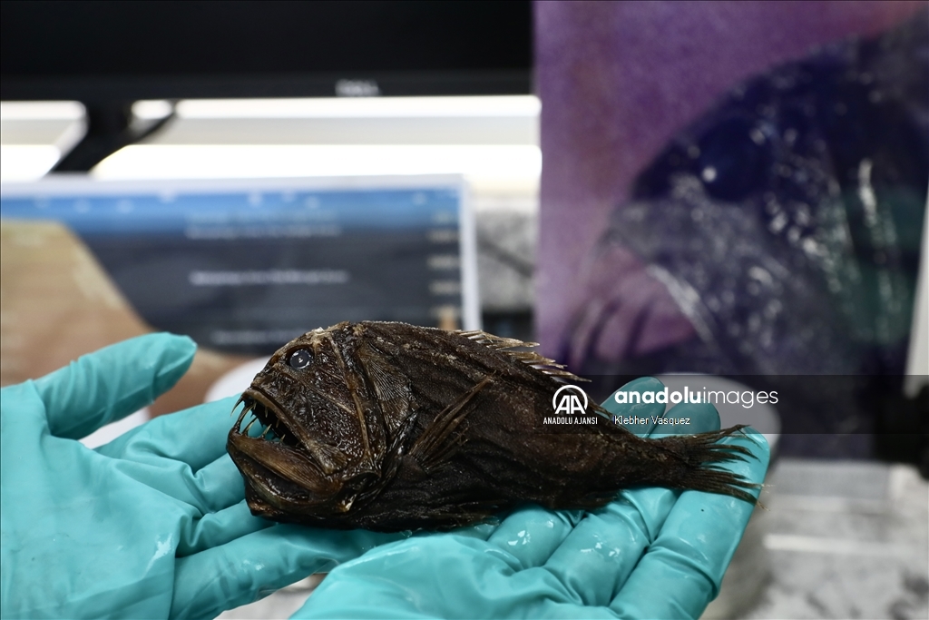 Peru Denizinde biyoçeşitlilik araştırmaları sürüyor