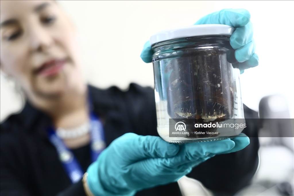 Peru Denizinde biyoçeşitlilik araştırmaları sürüyor