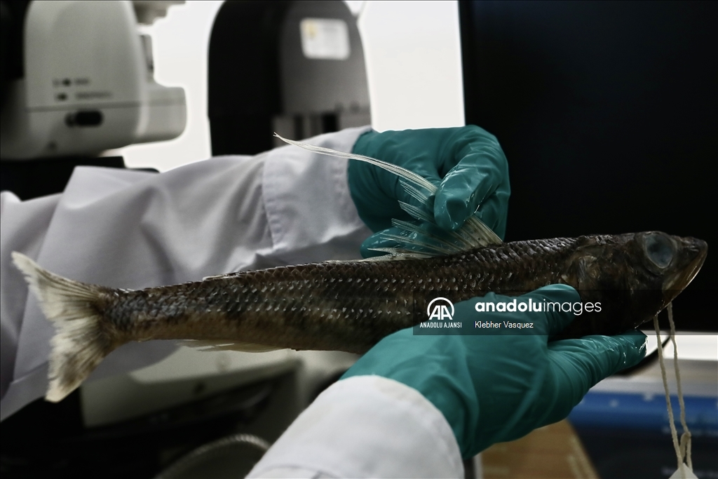 Peru Denizinde biyoçeşitlilik araştırmaları sürüyor