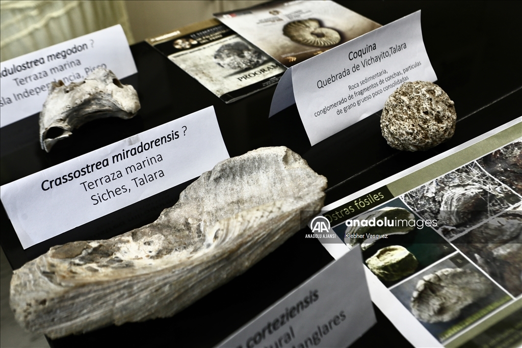 Peru Denizinde biyoçeşitlilik araştırmaları sürüyor