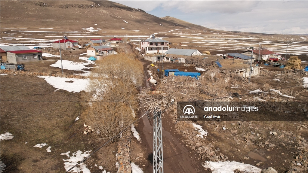 Baharın müjdecisi leylekler, kısmen karla kaplı Ardahan'a gelmeye başladı