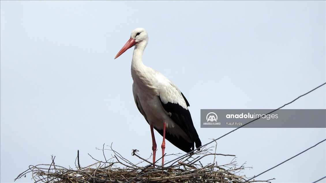 Baharın müjdecisi leylekler, kısmen karla kaplı Ardahan'a gelmeye başladı
