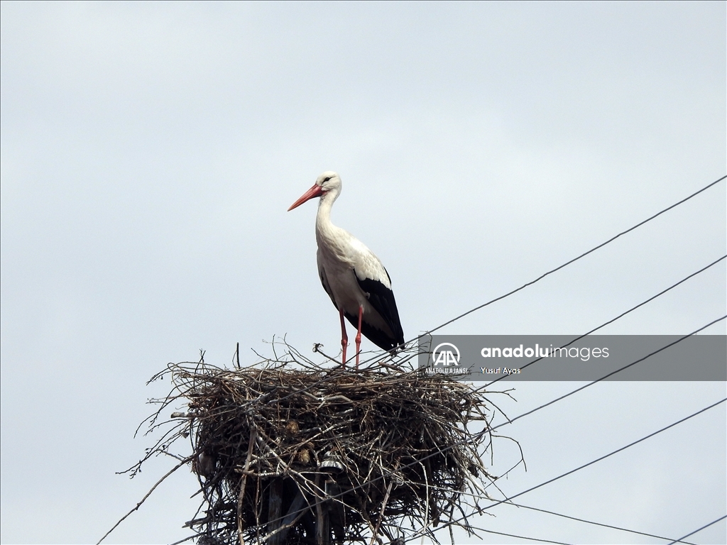 Baharın müjdecisi leylekler, kısmen karla kaplı Ardahan'a gelmeye başladı
