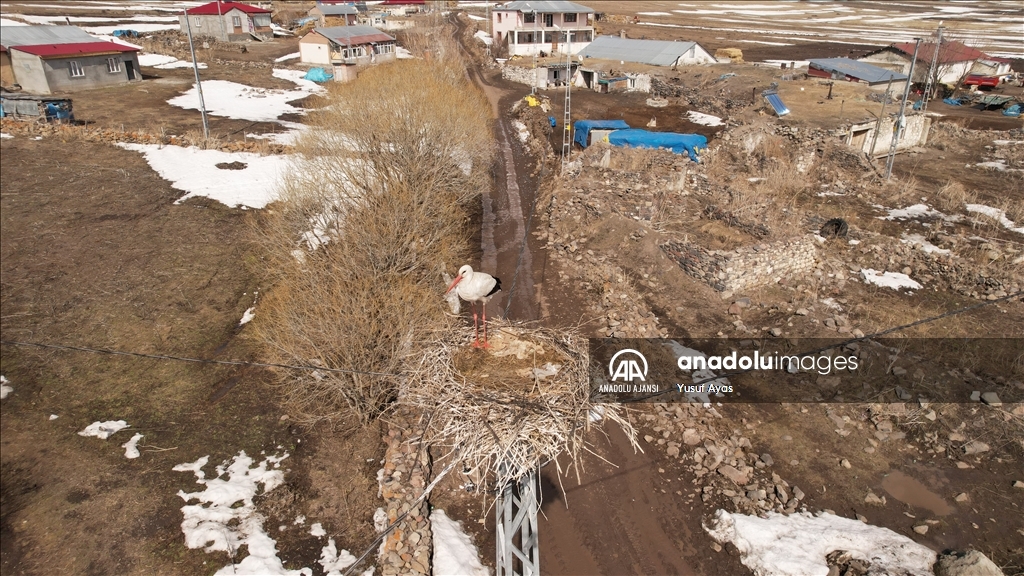 Baharın müjdecisi leylekler, kısmen karla kaplı Ardahan'a gelmeye başladı