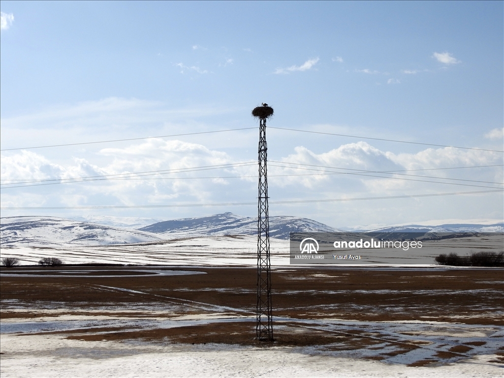 Baharın müjdecisi leylekler, kısmen karla kaplı Ardahan'a gelmeye başladı