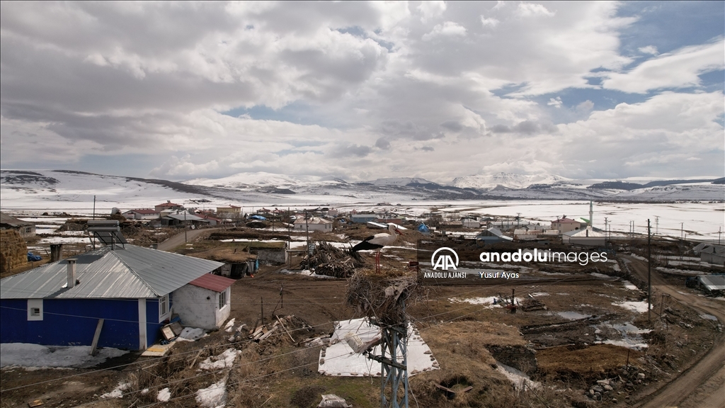 Baharın müjdecisi leylekler, kısmen karla kaplı Ardahan'a gelmeye başladı