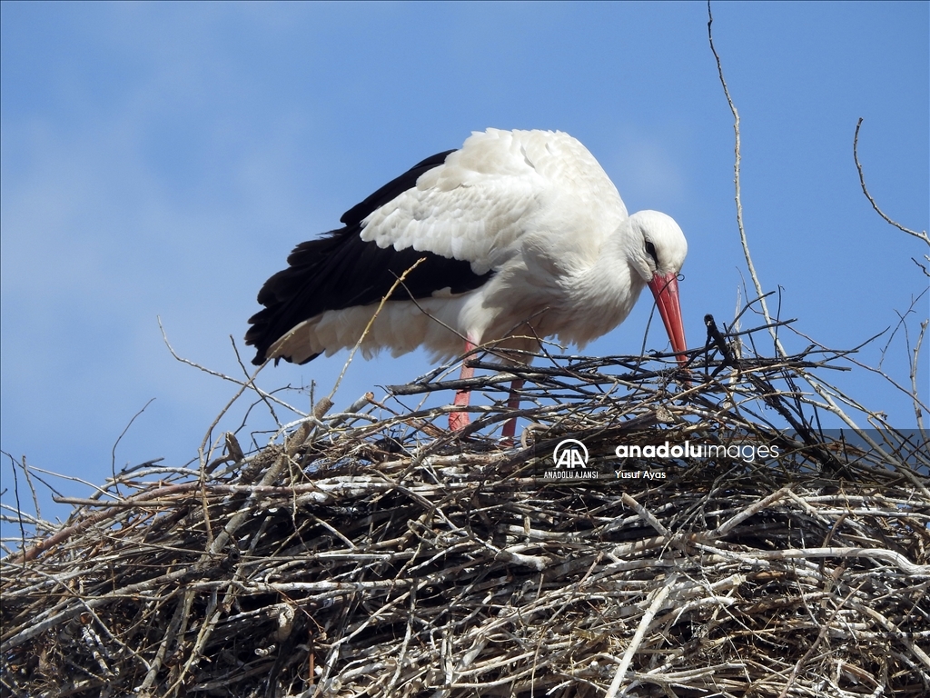 Baharın müjdecisi leylekler, kısmen karla kaplı Ardahan'a gelmeye başladı