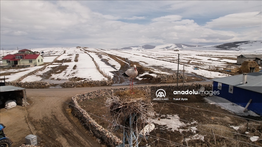 Baharın müjdecisi leylekler, kısmen karla kaplı Ardahan'a gelmeye başladı