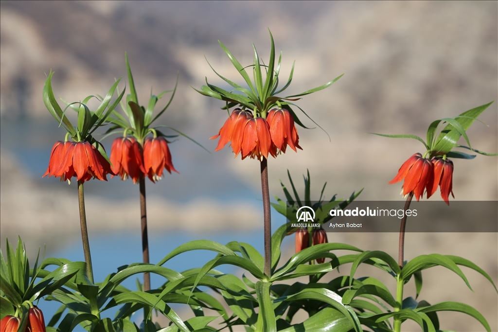 Şırnak'ta baharda açan ters laleler doğayı renklendirdi