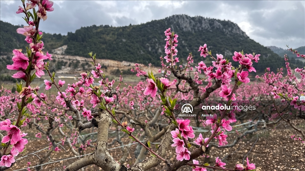 Güzelyayla’da bahar güzelliği