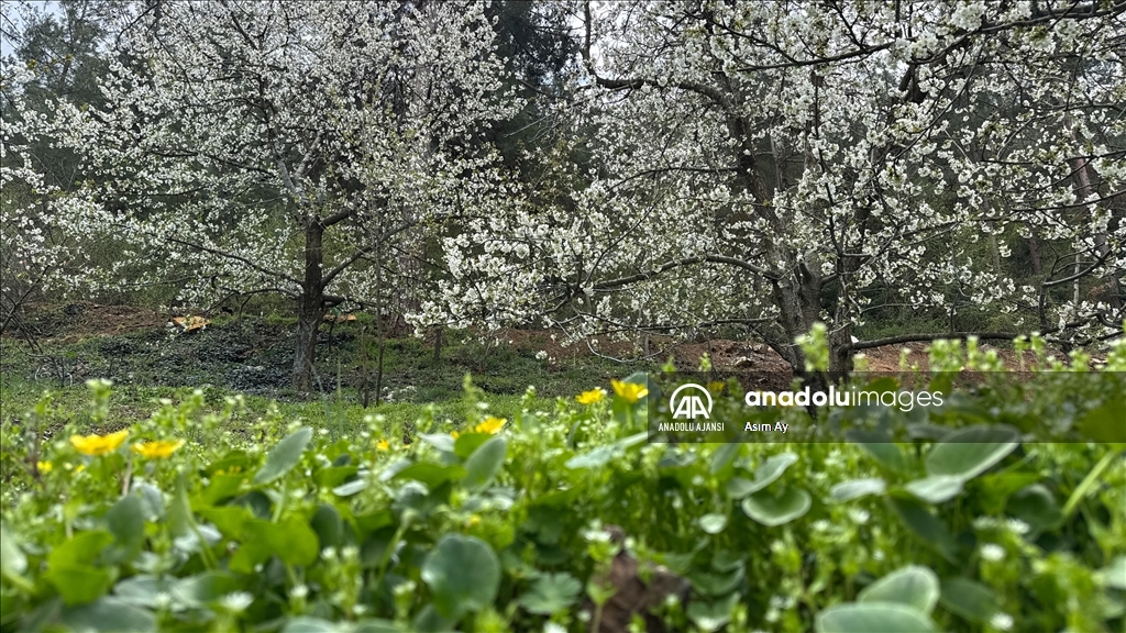 Güzelyayla’da bahar güzelliği
