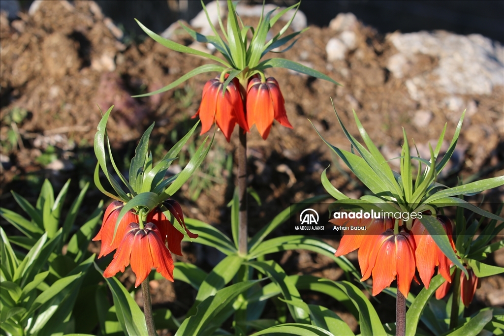 Şırnak'ta baharda açan ters laleler doğayı renklendirdi