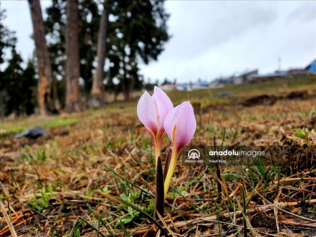 Erzurum'un yükseklerinin bir yanı kar, bir yanı bahar