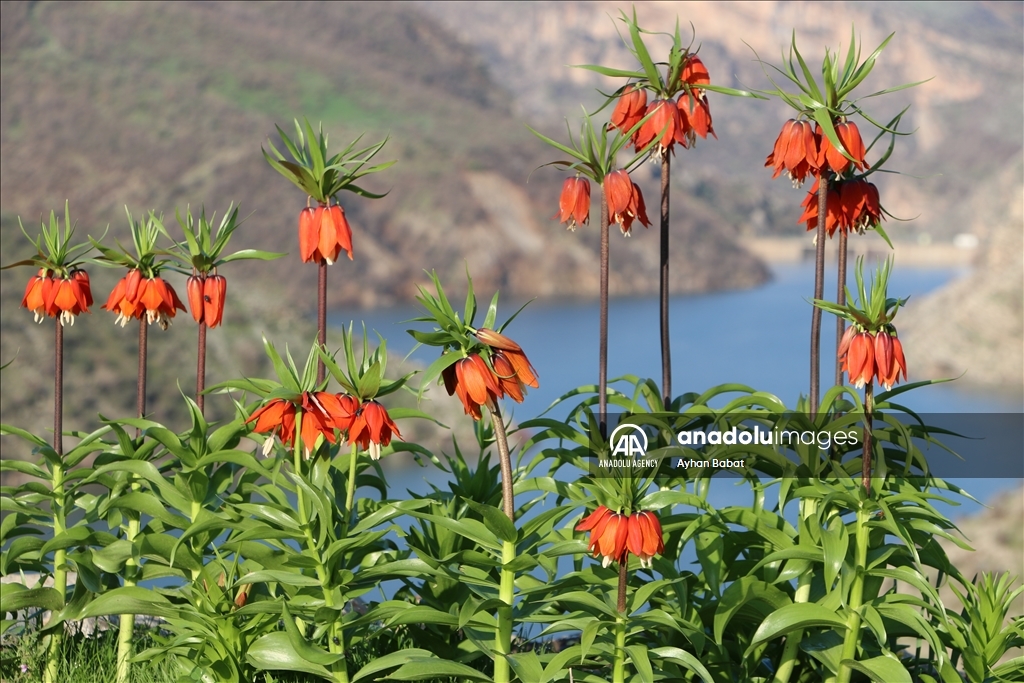 Li Şirnexê tebîet bi guldexwînan xemilî