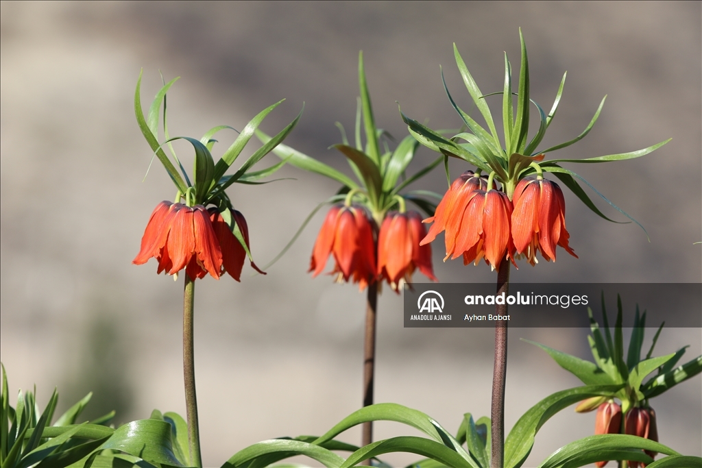 Şırnak'ta baharda açan ters laleler doğayı renklendirdi