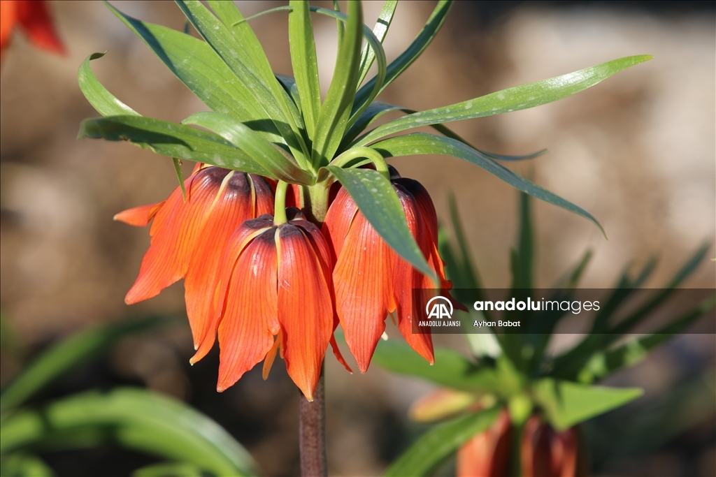 Şırnak'ta baharda açan ters laleler doğayı renklendirdi