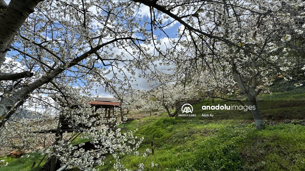 Güzelyayla’da bahar güzelliği
