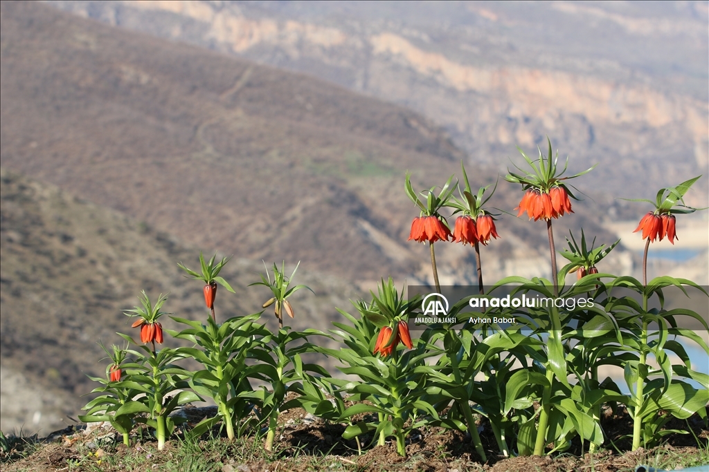 Şırnak'ta baharda açan ters laleler doğayı renklendirdi