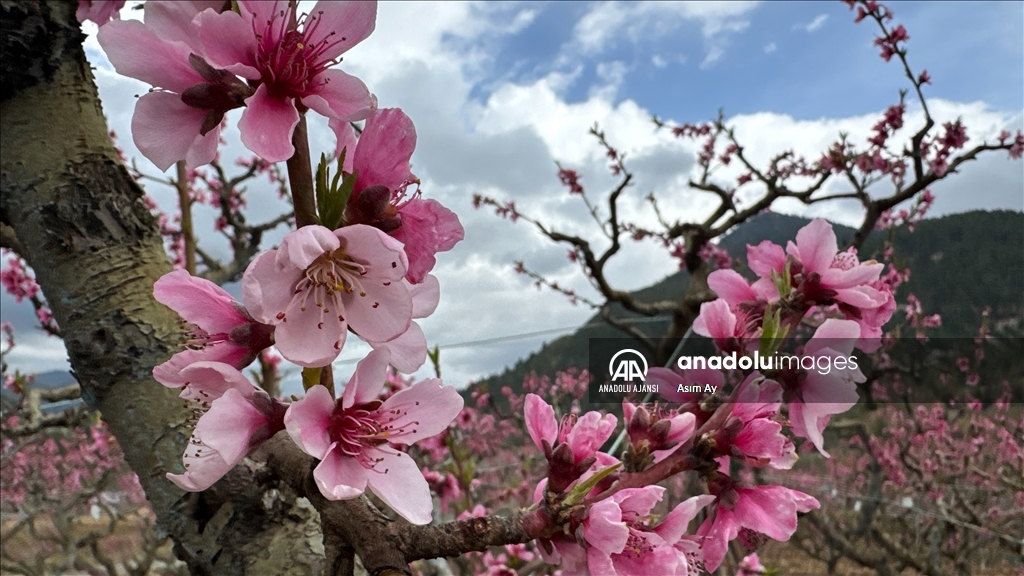 Güzelyayla’da bahar güzelliği