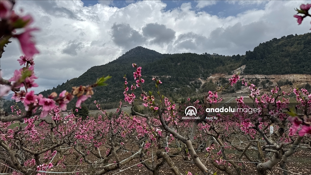 Güzelyayla’da bahar güzelliği